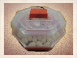 Inkubator/Brutkasten/Brutmaschine/Brutapparat/Brüter/Incubator Campo24 C1 ® - 1