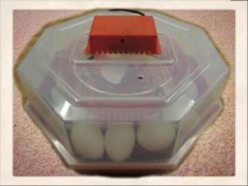Inkubator/Brutkasten/Brutmaschine/Brutapparat/Brüter/Incubator Campo24 C1 ® - 3