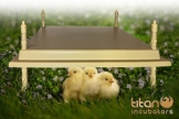 Titan Incubators Brutgerät – 40x50cm - 1